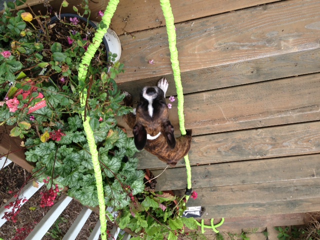 Cowboy_with_Flower_pots_8-3-13.JPG