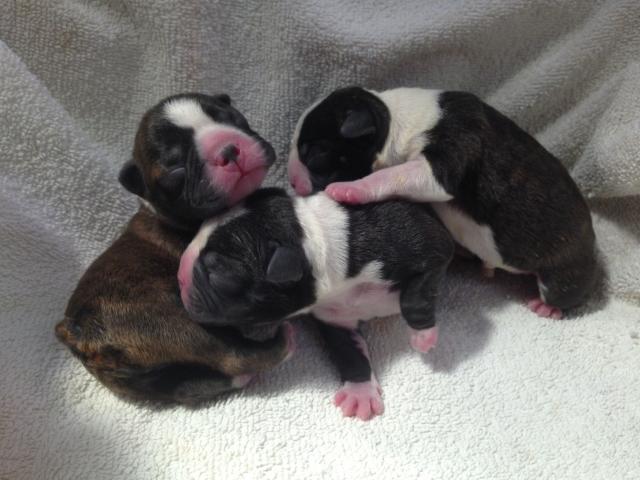 Newborn_4-2-13.jpg